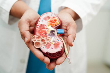 Kronik böbrek hastalığı, doktor idrar sistemi, üroloji, tahmini küresel filtreleme oranı eGFR.