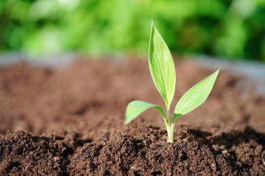 Elle büyüyen ağaç, eko dünya günü, dünyayı kurtar, yeşile dön