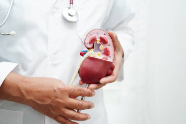 Kronik böbrek hastalığı, doktor idrar sistemi, üroloji, tahmini küresel filtreleme oranı eGFR.