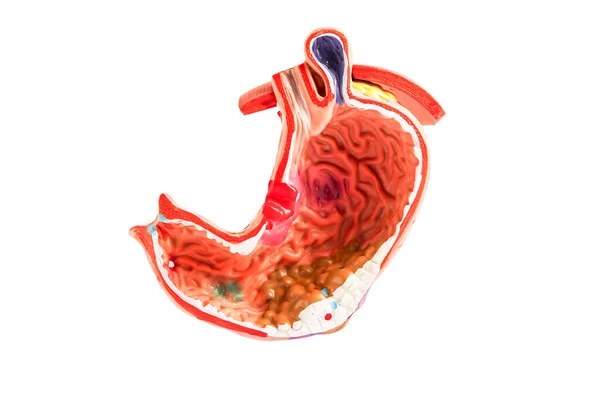 Model Żołądka Izolowany Białym Tle Ścieżką Wycinania Model Anatomii Diagnostyki — Zdjęcie stockowe