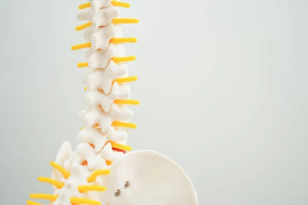 脊髄神経と骨 ラムバルスパインは 整形外科の治療医療のためのヘルニアディスク断片 モデルを変えました ストックフォト