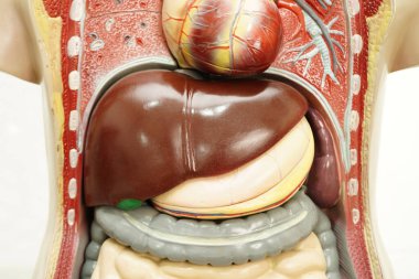 Tıp eğitimi için karaciğer insan anatomisi modeli.