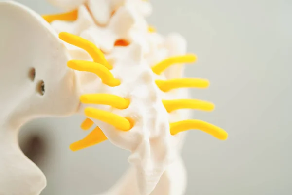 Páteřní Nerv Kost Fragment Lopatkového Obratle Model Pro Léčbu Ortopedickém — Stock fotografie