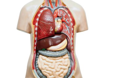 İnsan vücudu anatomisi modeli beyaz arka planda izole edilmiş ve tıp eğitimi için kırpma yolu var..