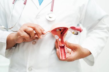 Rahim, hastanede teşhis ve tedavi için anatomi modeli tutan doktor..