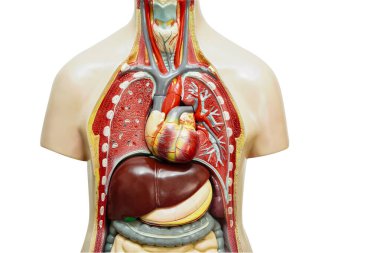 İnsan vücudu anatomisi modeli beyaz arka planda izole edilmiş ve tıp eğitimi için kırpma yolu var..