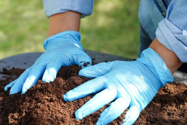 Turba yosunu, organik tarım için gübre toprağı, bitki yetiştirme, ekoloji kavramı.