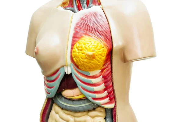 Anatomie Des Menschlichen Körpers Organmodell Für Studium Ausbildung Medizinischer Kurs — Stockfoto