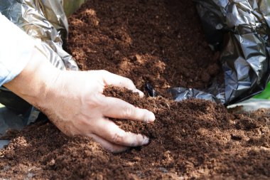 Turba yosunu, organik tarım için gübre toprağı, bitki yetiştirme, ekoloji kavramı.
