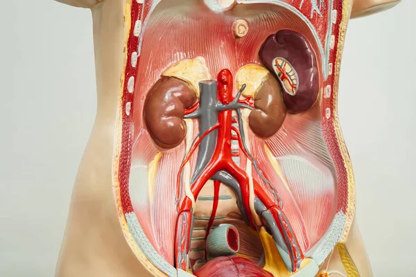 Nerki Ludzki Model Anatomii Nauki Kształcenia Medycznego — Zdjęcie stockowe