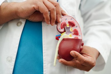Kronik böbrek hastalığı, doktor idrar sistemi, üroloji, tahmini küresel filtreleme oranı eGFR.
