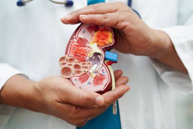 Kronik böbrek hastalığı, doktor idrar sistemi, üroloji, tahmini küresel filtreleme oranı eGFR.