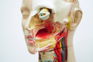 İnsan vücudu anatomisi. Ağzı, dili, boğazı ve gözü tıp eğitimi için kafasında..