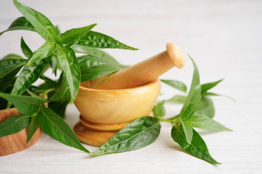 Kovid19 Coronavirus enfeksiyonunu tedavi etmek için bitki kapsüllü panikleme ya da kariyer yaprağı bitkisi..