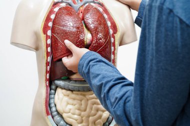 Lisede anatomi biyolojisinde insan vücudu modeliyle Asyalı bir öğrenci öğreniyor..