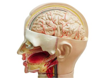 İnsan vücudu anatomisi. Ağzı, dili, boğazı ve gözü tıp eğitimi için kafasında..