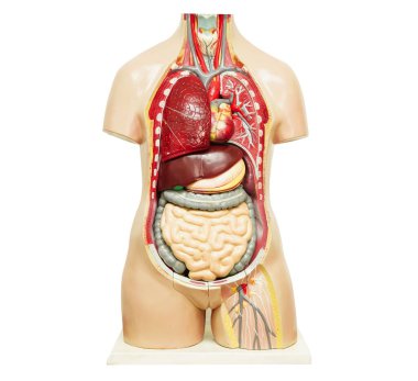İnsan vücudu anatomisi modeli beyaz arka planda izole edilmiş ve tıp eğitimi için kırpma yolu var..