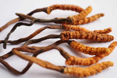 Cordyceps sinensis ya da Ophiocordyceps sinensis beyaz arka planda izole edilmiş, mantar bitkisi tedavisi.
