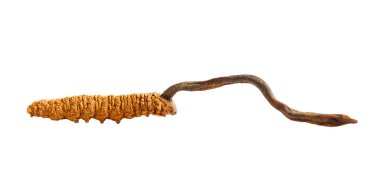 Cordyceps sinensis ya da Ophiocordyceps sinensis beyaz arkaplanda kırpma yolu ile izole edilmiş, mantar şifalı bitki tedavisi.