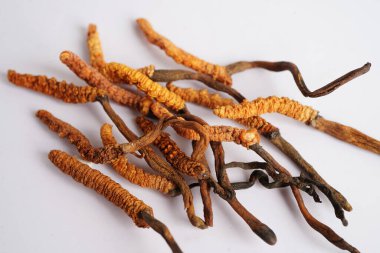 Cordyceps sinensis ya da Ophiocordyceps sinensis beyaz arka planda izole edilmiş, mantar bitkisi tedavisi.