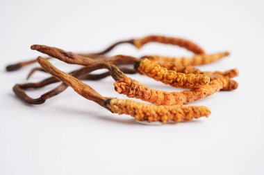 Cordyceps sinensis or Ophiocordyceps sinensis isolated on white background, mushroom herb treatment medicine. clipart