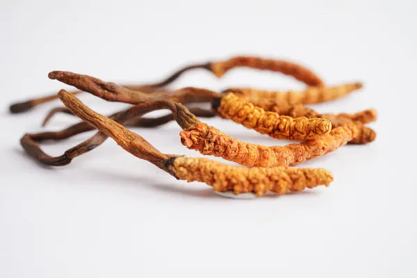 Cordyceps sinensis ya da Ophiocordyceps sinensis beyaz arka planda izole edilmiş, mantar bitkisi tedavisi.