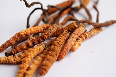 Cordyceps sinensis ya da Ophiocordyceps sinensis beyaz arka planda izole edilmiş, mantar bitkisi tedavisi.