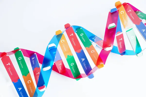 Beyaz zemin, kromozom ve gen kimya biyolojisi üzerinde izole edilmiş DNA molekülü spiral yapı modeli.