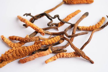 Cordyceps sinensis ya da Ophiocordyceps sinensis beyaz arka planda izole edilmiş, mantar bitkisi tedavisi.