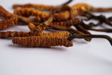 Cordyceps sinensis ya da Ophiocordyceps sinensis beyaz arka planda izole edilmiş, mantar bitkisi tedavisi.