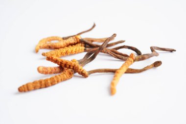 Cordyceps sinensis ya da Ophiocordyceps sinensis beyaz arka planda izole edilmiş, mantar bitkisi tedavisi.