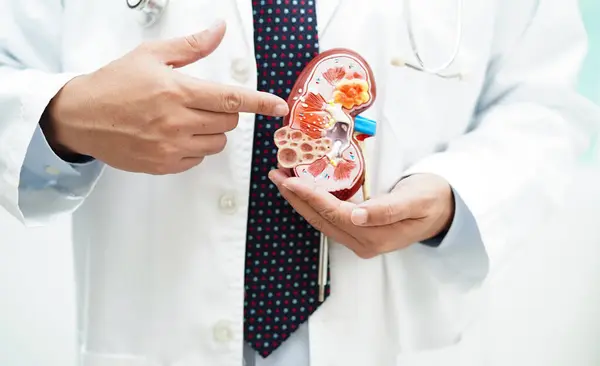 Chronic kidney disease, doctor with model for treatment urinary system, urology, Estimated glomerular filtration rate eGFR.