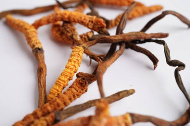 Cordyceps sinensis ya da Ophiocordyceps sinensis beyaz arka planda izole edilmiş, mantar bitkisi tedavisi.