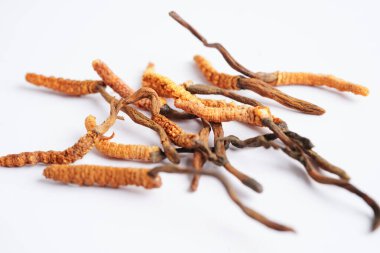 Cordyceps sinensis ya da Ophiocordyceps sinensis beyaz arka planda izole edilmiş, mantar bitkisi tedavisi