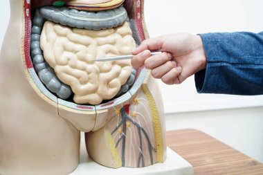 Lisede anatomi biyolojisinde insan vücudu modeliyle Asyalı bir öğrenci öğreniyor..