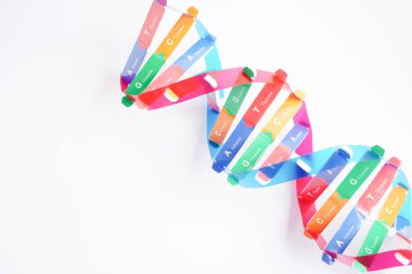Beyaz zemin, kromozom ve gen kimya biyolojisi üzerinde izole edilmiş DNA molekülü spiral yapı modeli.