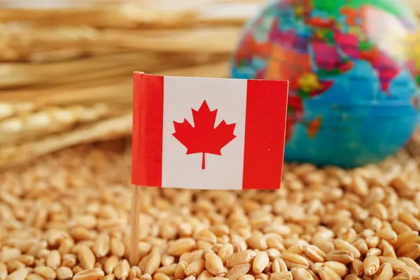 Bandera Canadá Sobre Trigo Grano Exportación Comercial Concepto Economía —  Fotos de Stock