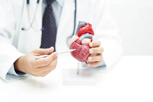 Kardiovaskulární Onemocnění Cvd Lékař Srdečním Modelem Anatomie Pro Léčbu Pacienta — Stock fotografie