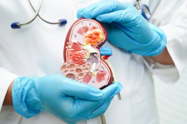 Kronik böbrek hastalığı, idrar sistemi, üroloji, tahmini küresel filtreleme oranı eGFR.