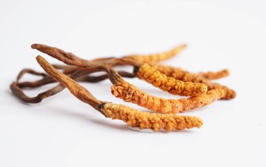 Cordyceps sinensis ya da Ophiocordyceps sinensis beyaz arka planda izole edilmiş, mantar bitkisi tedavisi.