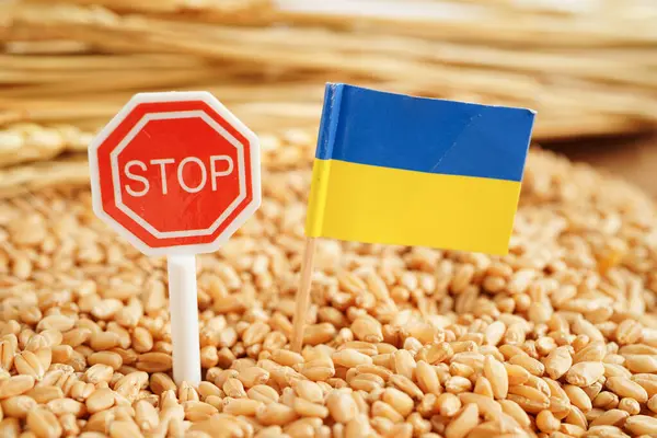 Bandera Ucrania Sobre Trigo Grano Exportación Comercial Concepto Economía —  Fotos de Stock