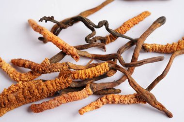 Cordyceps sinensis ya da Ophiocordyceps sinensis beyaz arka planda izole edilmiş, mantar bitkisi tedavisi.