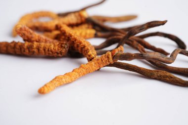Cordyceps sinensis ya da Ophiocordyceps sinensis beyaz arka planda izole edilmiş, mantar bitkisi tedavisi.