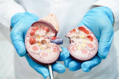 Kronik böbrek hastalığı, idrar sistemi, üroloji, tahmini küresel filtreleme oranı eGFR.