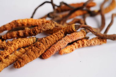 Cordyceps sinensis ya da Ophiocordyceps sinensis beyaz arka planda izole edilmiş, mantar bitkisi tedavisi.
