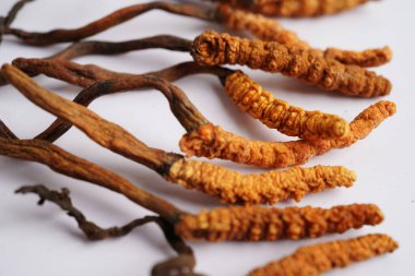 Cordyceps sinensis ya da Ophiocordyceps sinensis beyaz arka planda izole edilmiş, mantar bitkisi tedavisi.