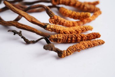 Cordyceps sinensis ya da Ophiocordyceps sinensis beyaz arka planda izole edilmiş, mantar bitkisi tedavisi.