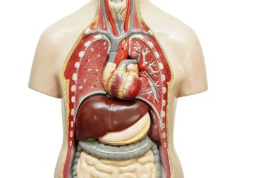 İnsan vücudu anatomisi modeli beyaz arka planda izole edilmiş ve tıp eğitimi için kırpma yolu var..