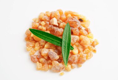 Tütsü veya olibanum aromatik reçine tütsü ve parfümlerde kullanılır..