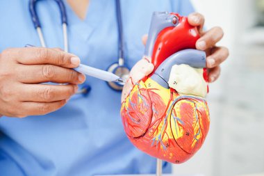 Kardiyovasküler hastalık CVD, hastanede tedavi gören hasta için kalp insan modeli anatomisi olan doktor.